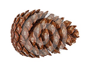 Cedar pine cone isolated