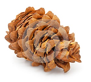 Cedar pine cone with nuts