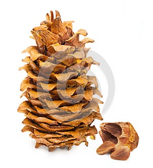 Cedar pine cone and nuts