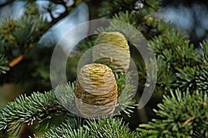 Cedar pine cones