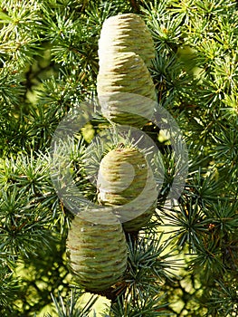 Cedar Pine Cones