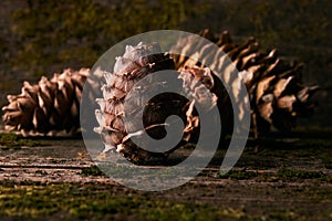 Cedar pine cones on old wooden mossed background