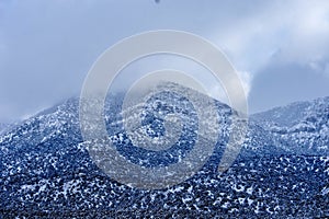 Cedar and pine tree covered mountain in snow