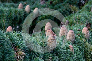 Cedar - pinecone