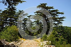 Cedar Reserve, Tannourine, Lebanon photo