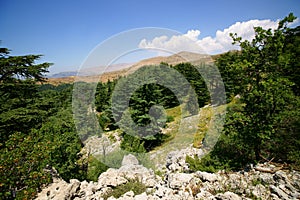 Cedar Reserve, Tannourine, Lebanon photo