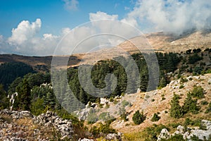 Cedar Reserve, Tannourine, Lebanon