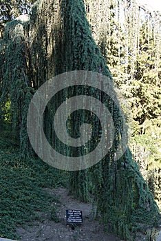 Cedar satin bluish crying in the botanical garden. Interesting specimen