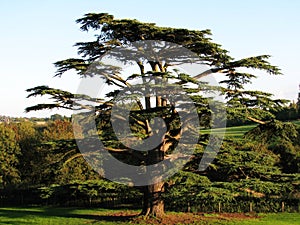 Cedar Tree