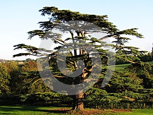 Cedar Tree photo