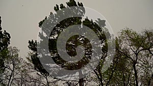 A cedar tree against the background of a leaden rainy sky sways in the wind.