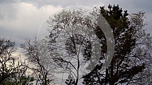 A cedar tree against the background of a leaden rainy sky sways in the wind.