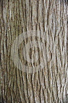 Cedar tree bark close up