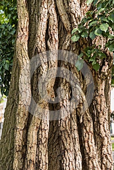 Cedar tree bark - tree trunk