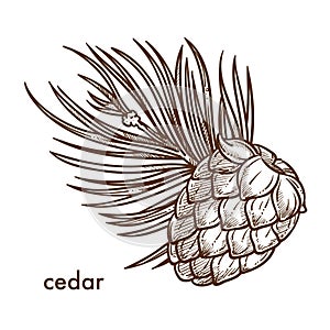 Cedar tree branch and cone, monochrome sketch outline