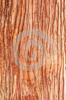 Cedar tree cortex texture. Bark of red cedar tree