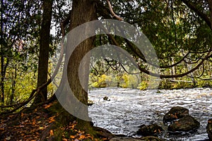 A Cedar Tree with Curving Branches Leaning Over a Rushing River