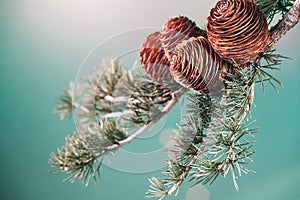 Cedar tree, Deodar branch with cones on blue background. Beautiful border art design. Close up Evergreen coniferous tree