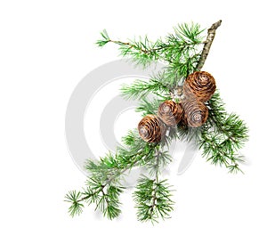 Cedar tree, Deodar branch with cones isolated on white background. Beautiful art design. Evergreen coniferous tree