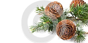 Cedar tree, Deodar branch with cones isolated on white background. Beautiful border art design. Close up Evergreen coniferous tree