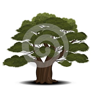 Cedar tree with green needles