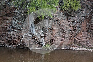 Cedar Tree Growing out of Solid Rock on rivers edge