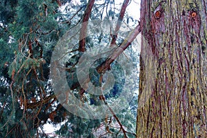 Cedar tree on island of Mainau