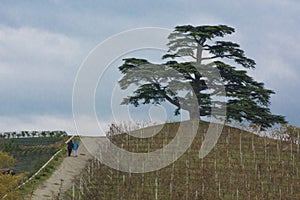 Cedar tree of Lebanon. A secular tree, symbol of la Morra