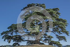 Cedar tree of Lebanon. A secular tree, symbol of la Morra