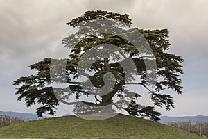 Cedar tree of Lebanon. A secular tree, symbol of la Morra