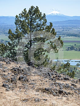 Cedar Tree and Mt McLoughlin in Southern Oregon photo