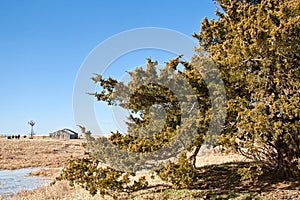 Cedar Tree on a Prairie Ranch