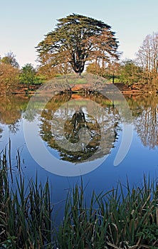 Cedar Tree reflected in lake, Knightly Way. photo