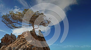 Cedar tree on a rock against the background o clouds on a blue sky