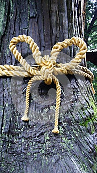 Cedar tree with shinto rope photo