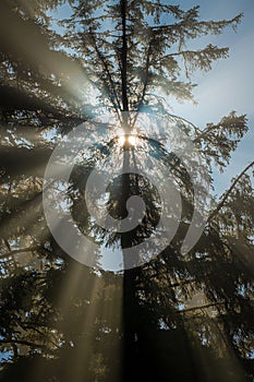 Cedar Tree Sunbeam, Tofino, Canada