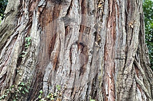 Cedar treebark, nature background