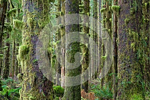 Cedar Trees Deep Forest Green Moss Covered Growth Hoh Rainforest