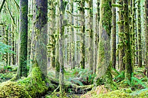 Cedar Trees Deep Forest Green Moss Covered Growth Hoh Rainforest