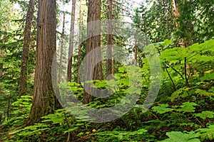 Ancient Forest, British Columbia, Canada