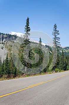 Cedar trees by the road