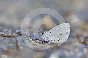 Cedar Valley Glass butterfly in water
