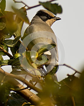 Cedar wax wing bird perching on a tree in a daylight in kuwait