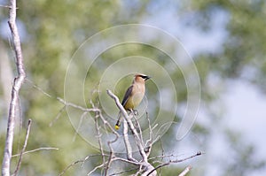 Cedar Wax Wing