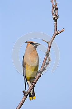 Cedar Waxwing