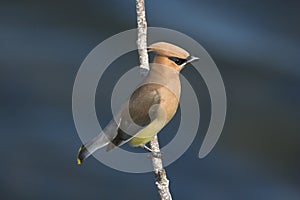 Cedar waxwing