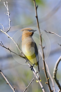 Cedar Waxwing