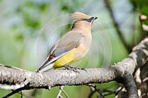 Cedar Waxwing