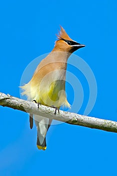 Cedar Waxwing