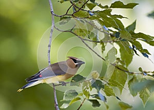 Cedar Waxwing
